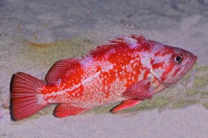 14808649413_7ea3b11ca2_k