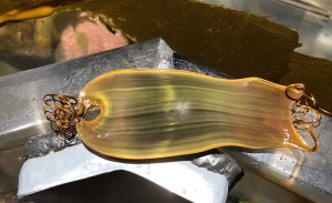 Swell Shark eggcase27863423079_3253480837_o