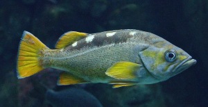 Yellowtail Rockfish36223182374_c50721be04_o
