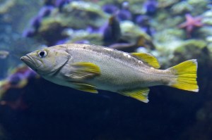 Yellowtail Rockfish36852373141_a1db9ae496_o