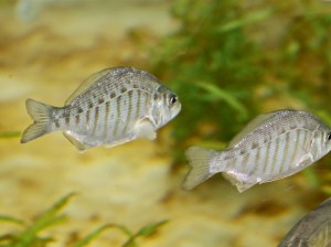 Barred Surfperch5037562334_42d46250cd_b