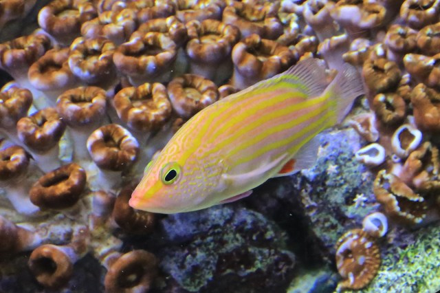 Gonioplectrus hispanusIMG_9063