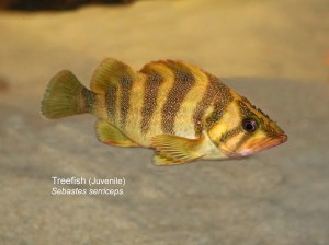 Treefish  (Juvenile) Sebastes serriceps&nbsp;IMG_0036