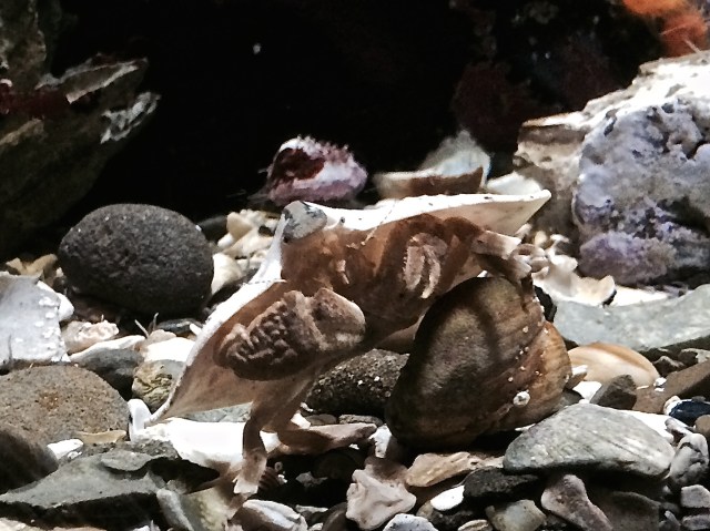 Butterfly Crab14453583299_3d6be76343_o