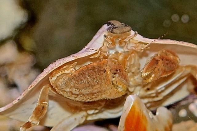 Butterfly Crab14453618558_e56e0e248d_o