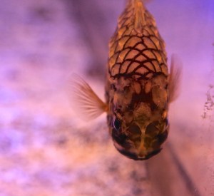 PineconeFish14809348647_ca6e4f130d_k