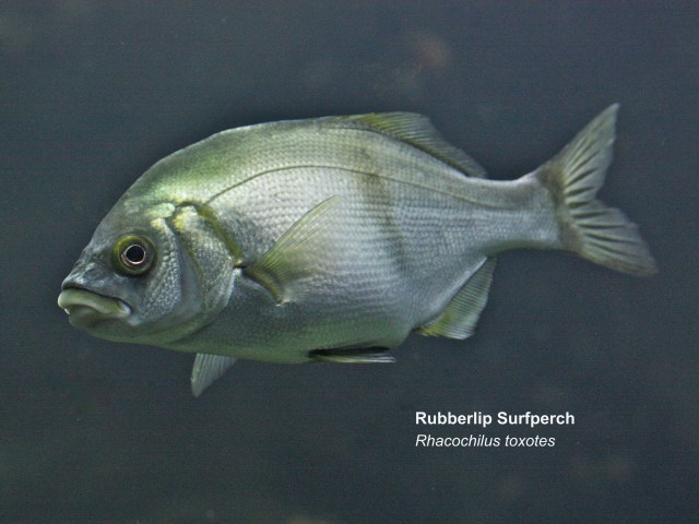 Rubberlip Surfperch14903173973_a0105891ee_k