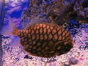 PineconeFish14996127685_785385956b_k