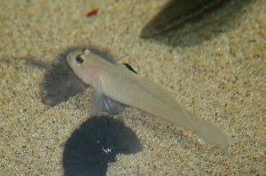 Blackeye Goby3156957770_6f372fc8f5_b