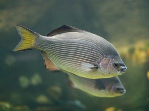 Striped Surfperch3236211065_8c79a02d7b_o