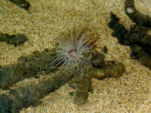 Tube Anemone  3236526239_4f6bd4f600_o