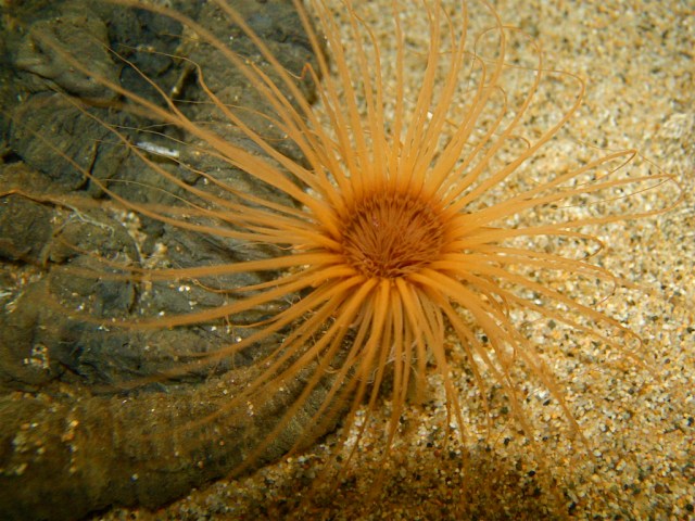 Tube Anemone 3288842115_73a426d48d_b