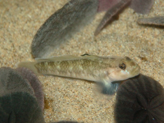 Blackeye Goby3707835699_7a6d5047ff_b