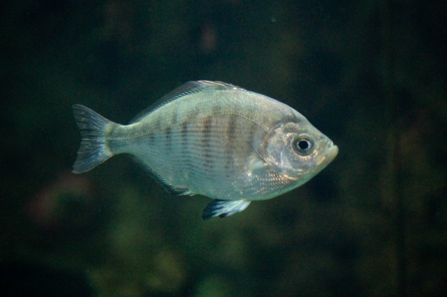 WalleyedSurfperch4330632348_5a0a951c76_b