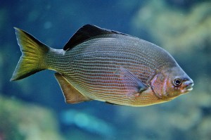Striped Surfperch7640391302_f23ccf25c5_o 7.45.22&nbsp;AM
