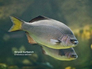 Striped Surfperch Embiotoca lateralis 3236211065_d591c35229_o