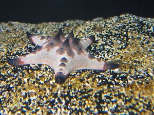 Protoreaster nodosus15010829781_2ff5562e7a_o