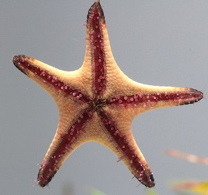 sea star15201906310_bc5840e0c0_o