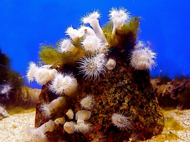 Metridium senile 3074666433_ab584596e9_o