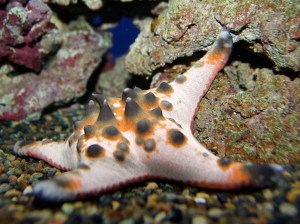 Protoreaster nodosus3273163869_0911ae39a7_b