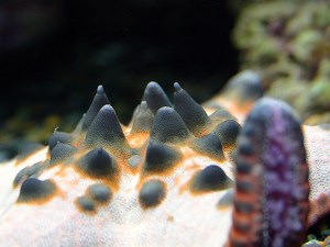 seastar3289508350_970ef3292c_o