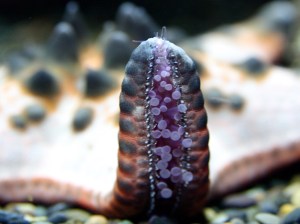 Protoreaster nodosus3289508974_49c4d004de_b
