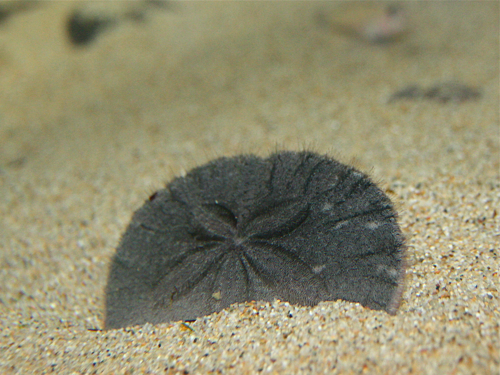9-29-14 Eccentric Sand Dollar from Ron’s Echinoderm Series | Ron's ...