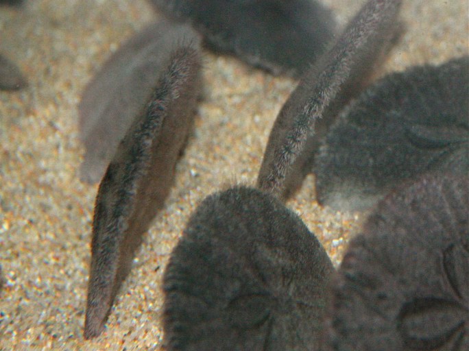 Eccentric Sand Dollar 3427754072_18f944b159_b