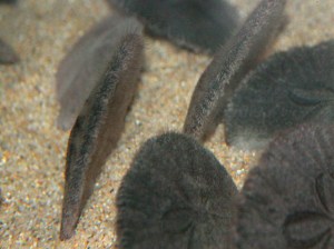 Eccentric Sand Dollar 3427754072_18f944b159_b