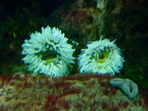 Genus/species: Urticina piscivora3702912695_1708579b2e_b