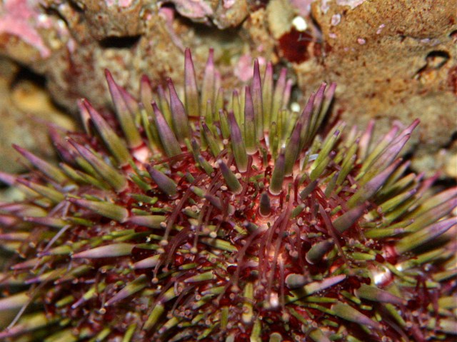 Strongylocentrotus franciscanus3750941637_8fa3f8704a_o