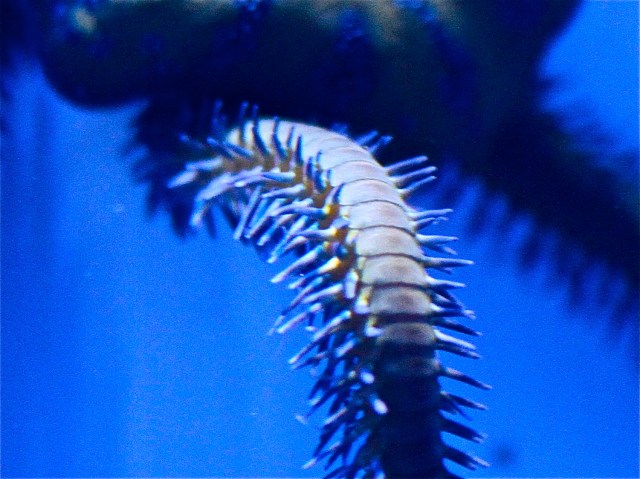 Stout Green Brittle Star4472769084_f4acdf93f2_o