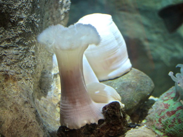 Metridium farcimen4545409258_06cac3dd83_b