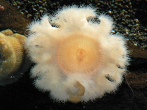 Metridium farcimen4673318353_928bfcd2f0_o