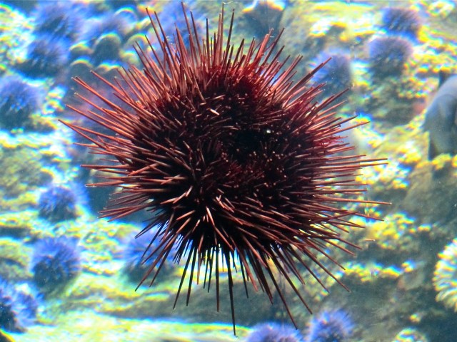 Strongylocentrotus franciscanus6063267260_280398b0bb_o