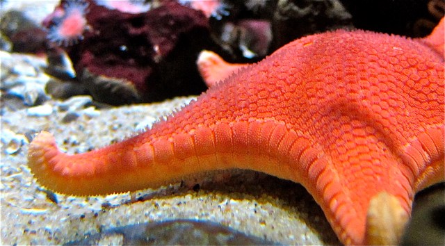 Vermillion Sea Star6182821598_7b9c9777d0_o