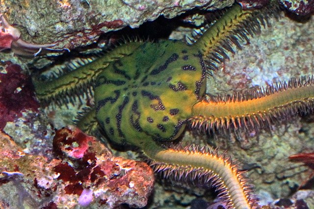Stout Green Brittle Star8282559749_1cb63a02d1_o