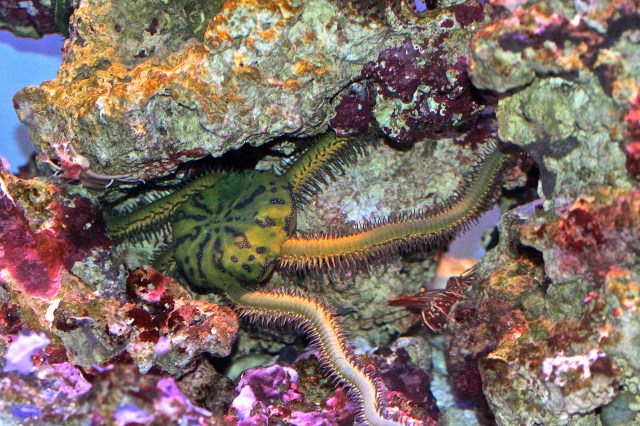Stout Green Brittle Star8412648309_4004cdfca2_k