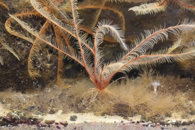 Common Feather Star8451815809_2bb6752f68_k