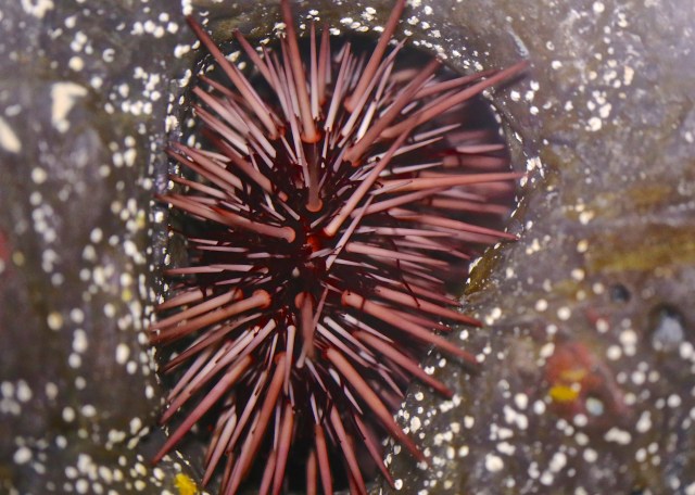 Strongylocentrotus franciscanus8519677227_2871028244_k