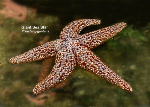 Giant Sea Star&nbsp;IMG_7642