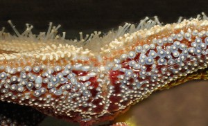 Giant Seastar IMG_8851