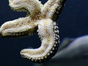 Giant Sea StarIMG_1040.JPG – Version&nbsp;2