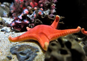 Vermillion Sea StarIMG_3431