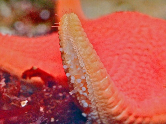 Vermillion Sea StarIMG_5328