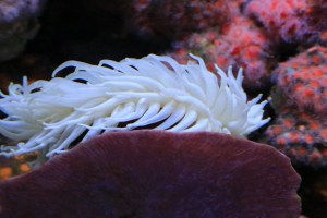 Genus/species: Urticina piscivoraIMG_9523