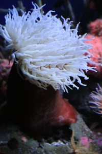 Genus/species: Urticina piscivoraIMG_9525