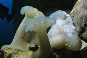 Metridium farcimenIMG_9548