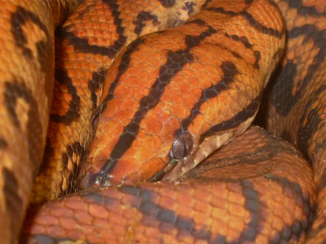 Brazilian Rainbow Boa15580871146_3fc18628e1_k