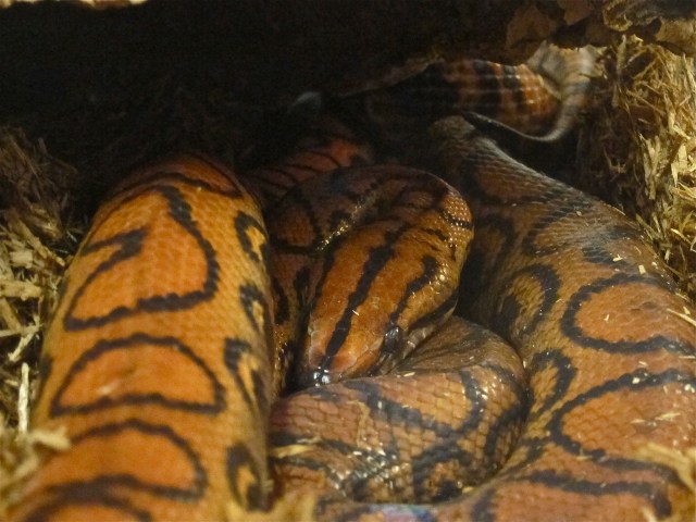 Brazilian Rainbow Boa15580871426_15f0f85863_k